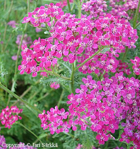  Achillea millefolium Cerise Queen